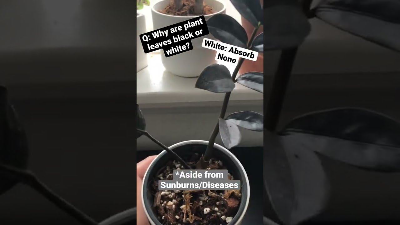 Why do plants have black or white leaves? смотреть онлайн