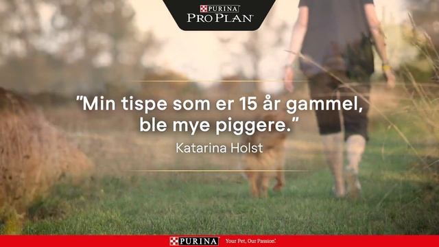 Oppdag forskjellen med PRO PLAN® seniorfôr | PURINA® PRO PLAN® смотреть онлайн