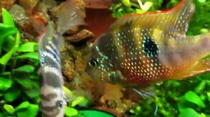 Цихлазома Элиота