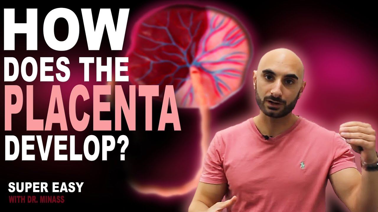 Embryology of the Placenta (Easy To Understand) смотреть онлайн