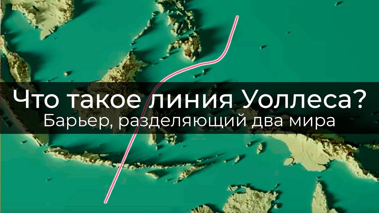 Что такое линия Уоллеса?