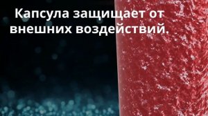 УРОК 20|7 класс. Строение и жизнедеятельность бактерий