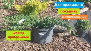 Как правильно посадить можжевельник. Сажаем Шлягер прибрежный