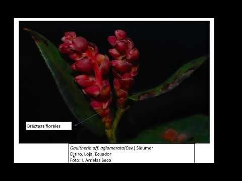 UTPL MICROVIDEOS [(GESTION AMBIENTAL) (BOTANICA)] смотреть онлайн
