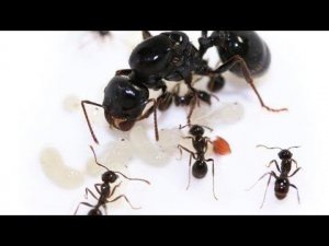 как поднять муравьиную колонию с нуля