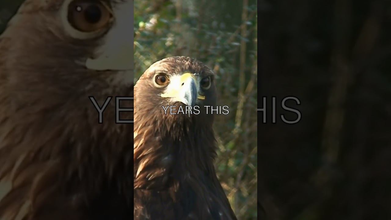 Majestic Eagles: Exploring their Extraordinary Lifespans смотреть онлайн