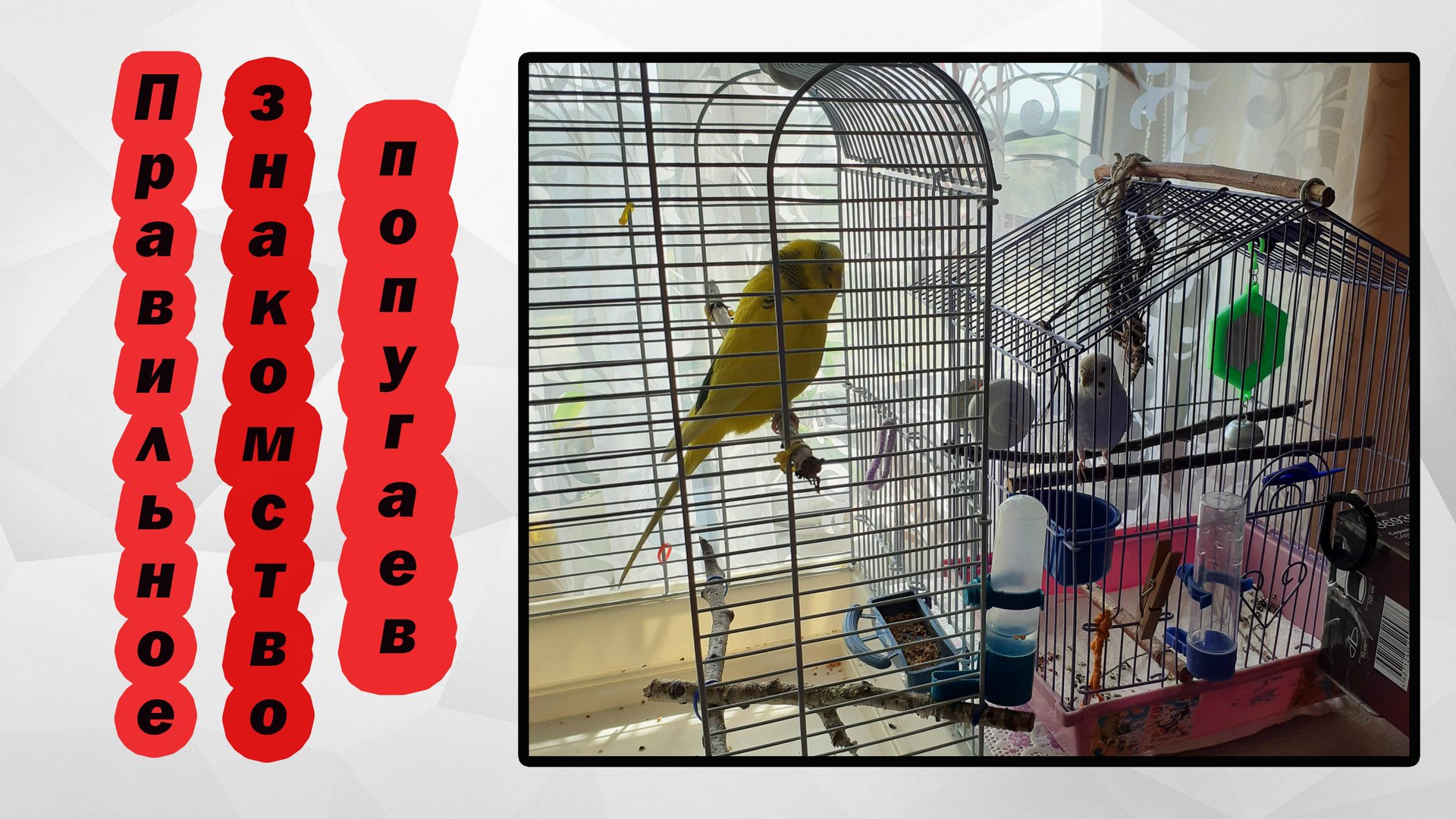 Как знакомить волнистых попугаев ПРАВИЛЬНО!? смотреть онлайн