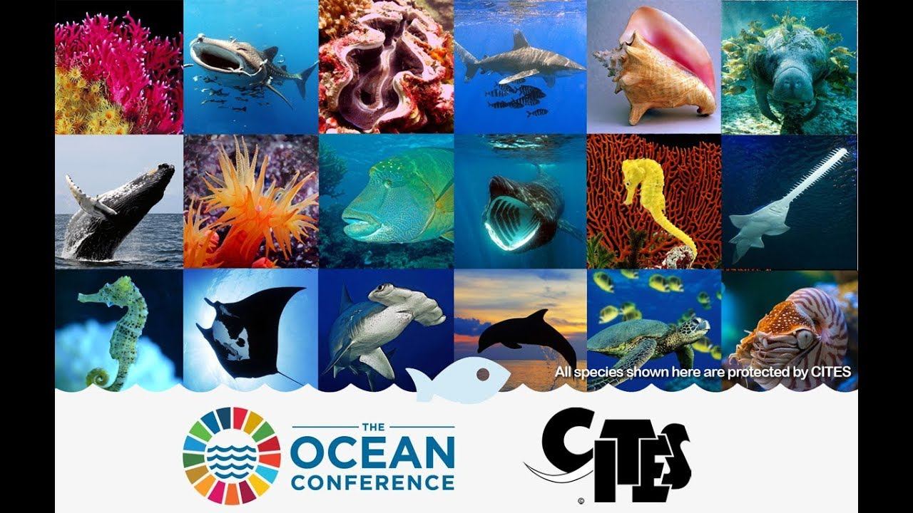 Convention on International Trade in Endangered Species of Wild Fauna and Flora (CITES) смотреть онлайн