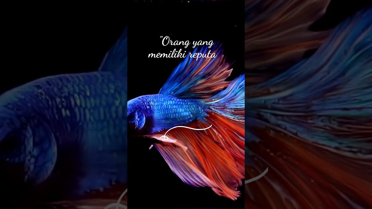 Kumpulan Peribahasa Indonesia #43 | Bagai Ular Nyamuk Pula, Walau Panjang Semut Tetap Dihancurkan смотреть онлайн