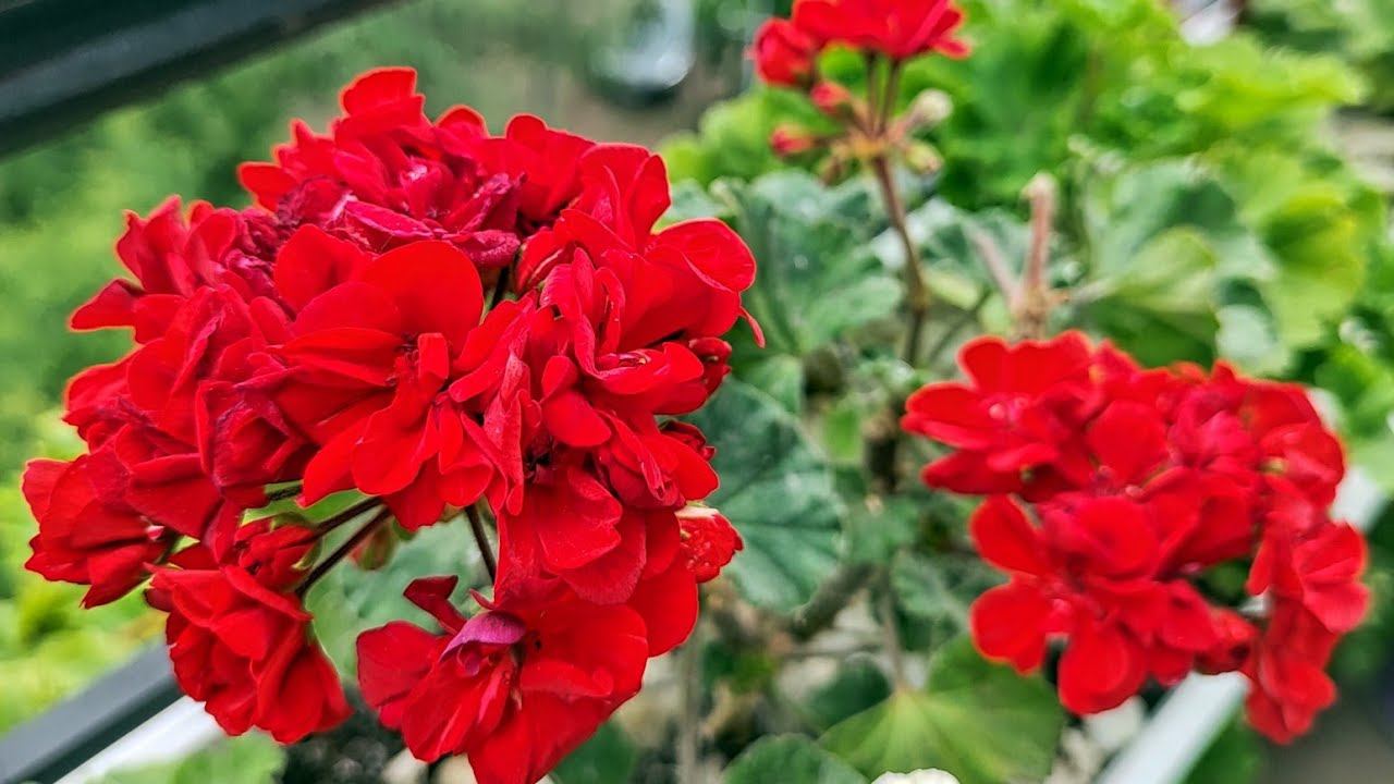 Биология с удачей