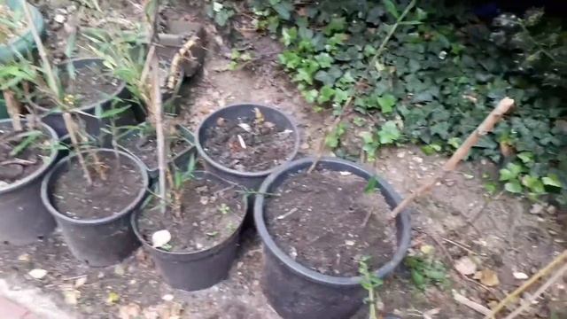 Grow bamboo plants from Rhizomes, Stems and Base Separation - RESULT смотреть онлайн