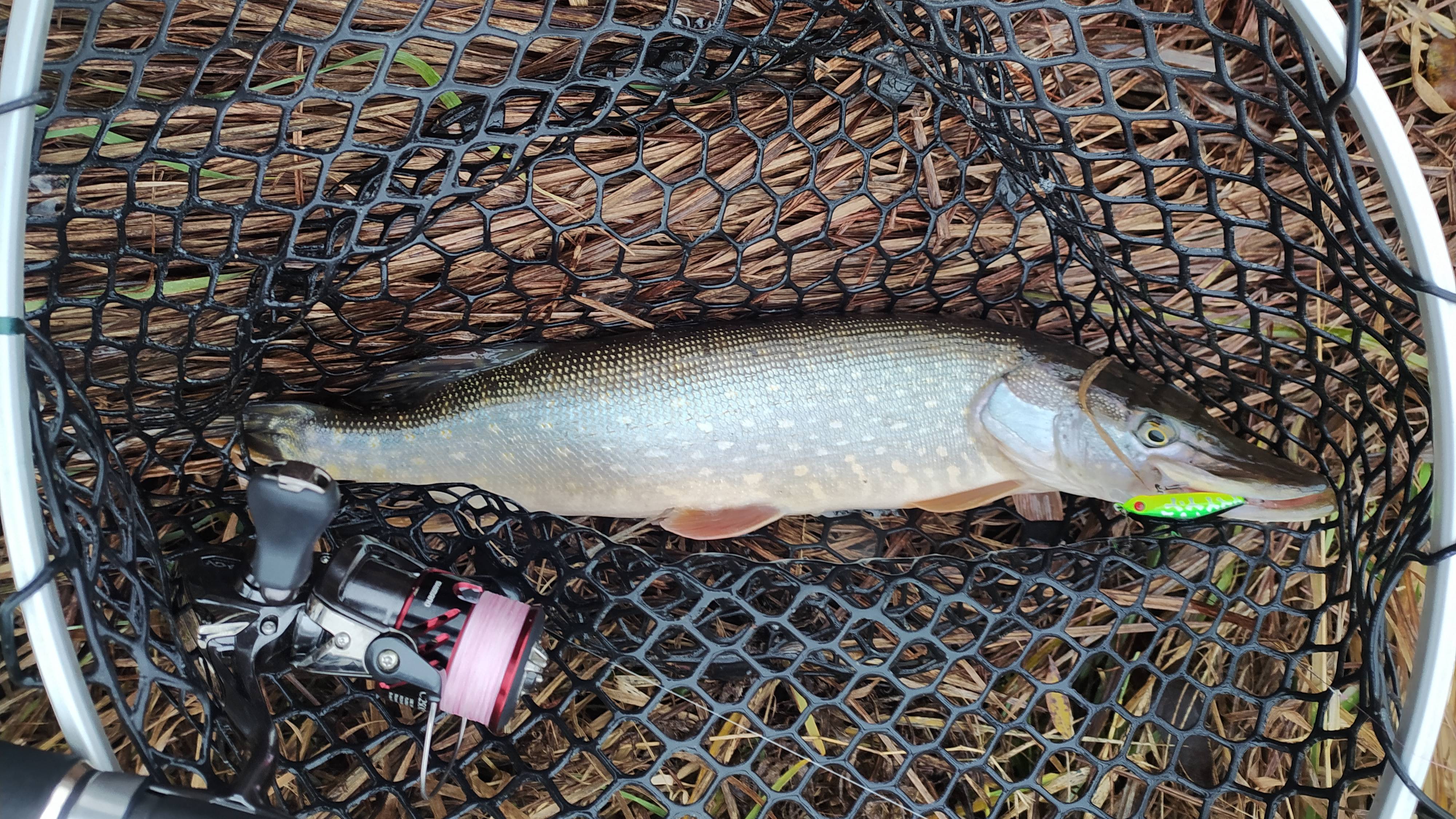 Десна, у мостов 16 ноября 2024 года