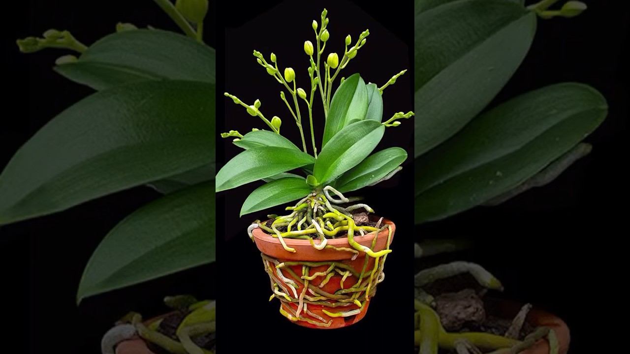 Pour a little milk into the base, weak orchids will easily bloom all year round without stopping смотреть онлайн