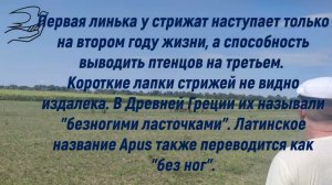 Финальное видео сезона 2022  Интересные факты о стрижах.