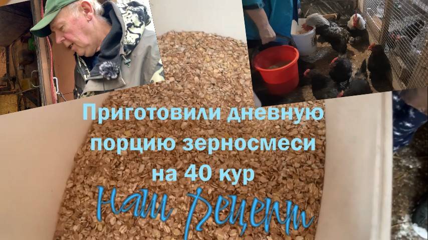 Готовлю курам зерносмесь, к зиме меняю рацион