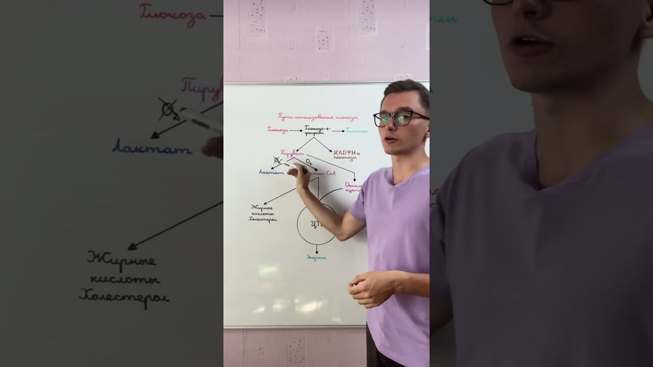 Пути использования глюкозы в клетке смотреть онлайн