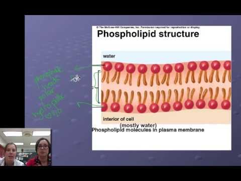 Cell Membrane смотреть онлайн