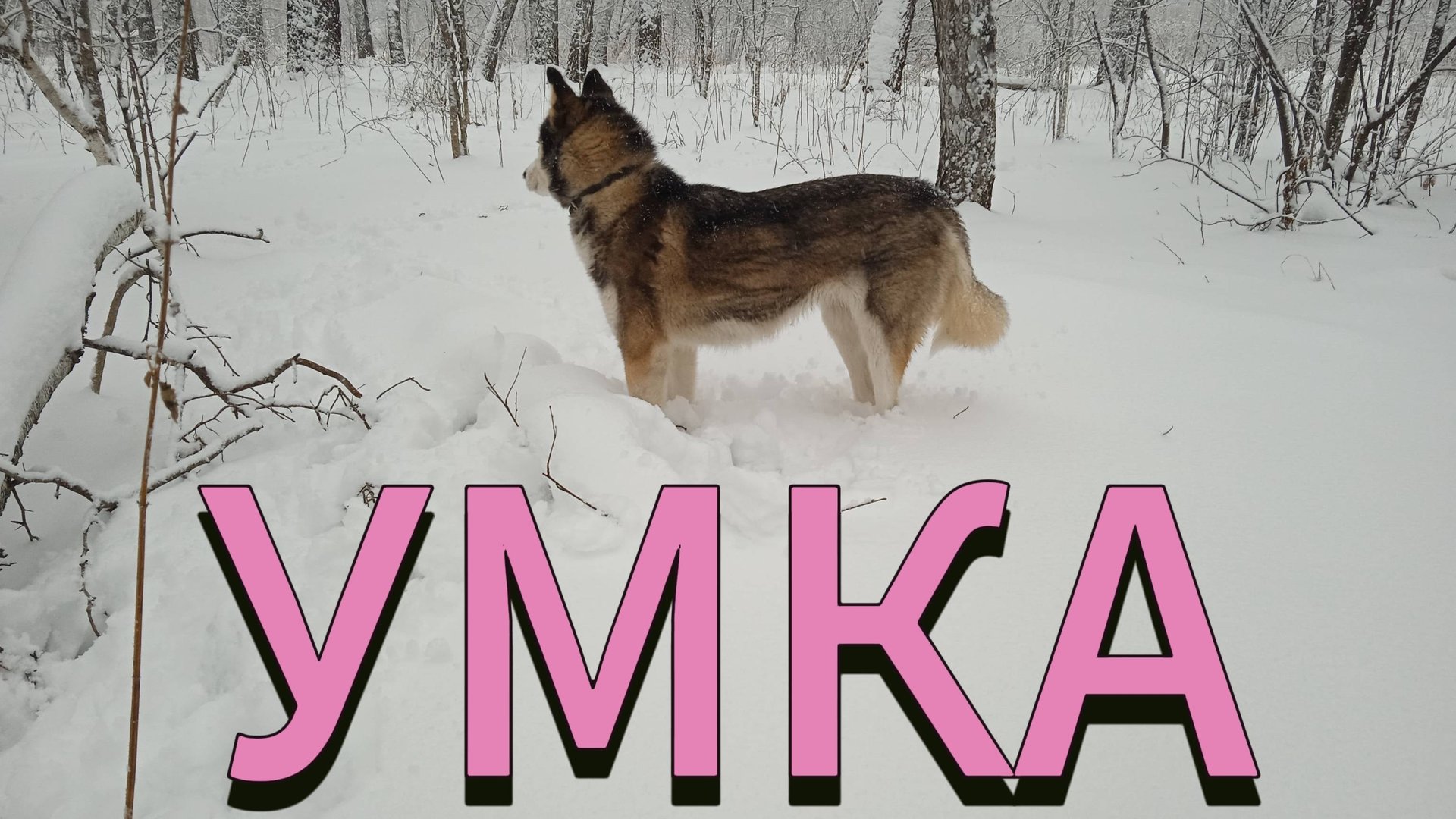 Хася веселится по первому снегу. Умка рождена для зимы смотреть онлайн