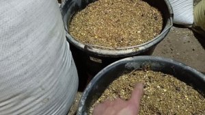 Ожирение у кур