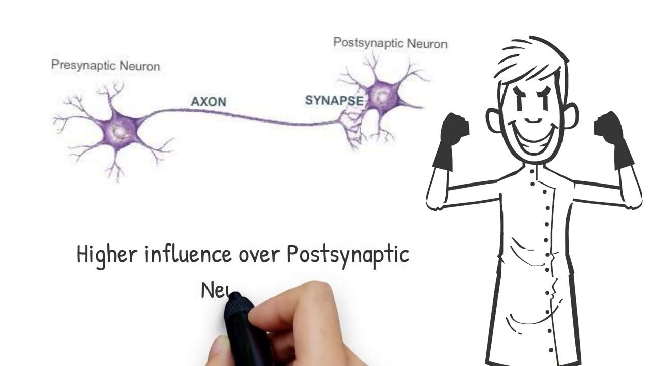 Synaptic Transmission, Chemical Or Electrical - Neuroscience смотреть онлайн