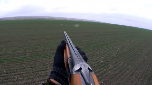 Охота на зайца. Нашёл самого бесстрашного зайца в поле.