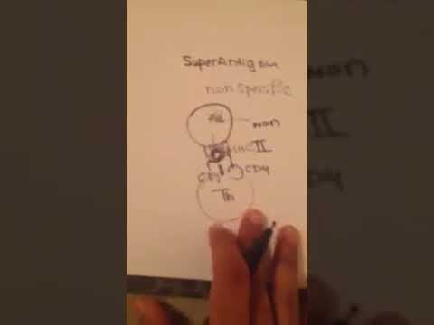 Immunology Super Antigen | Omran Al-Tarhony смотреть онлайн