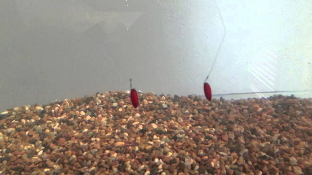 Fluorocarbon vs Mono fishing line visibility test underwater смотреть онлайн