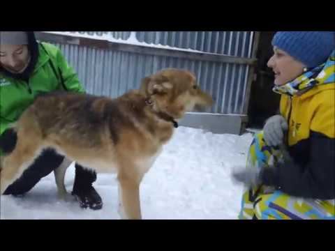 Джек с Даночкой | Dogport смотреть онлайн