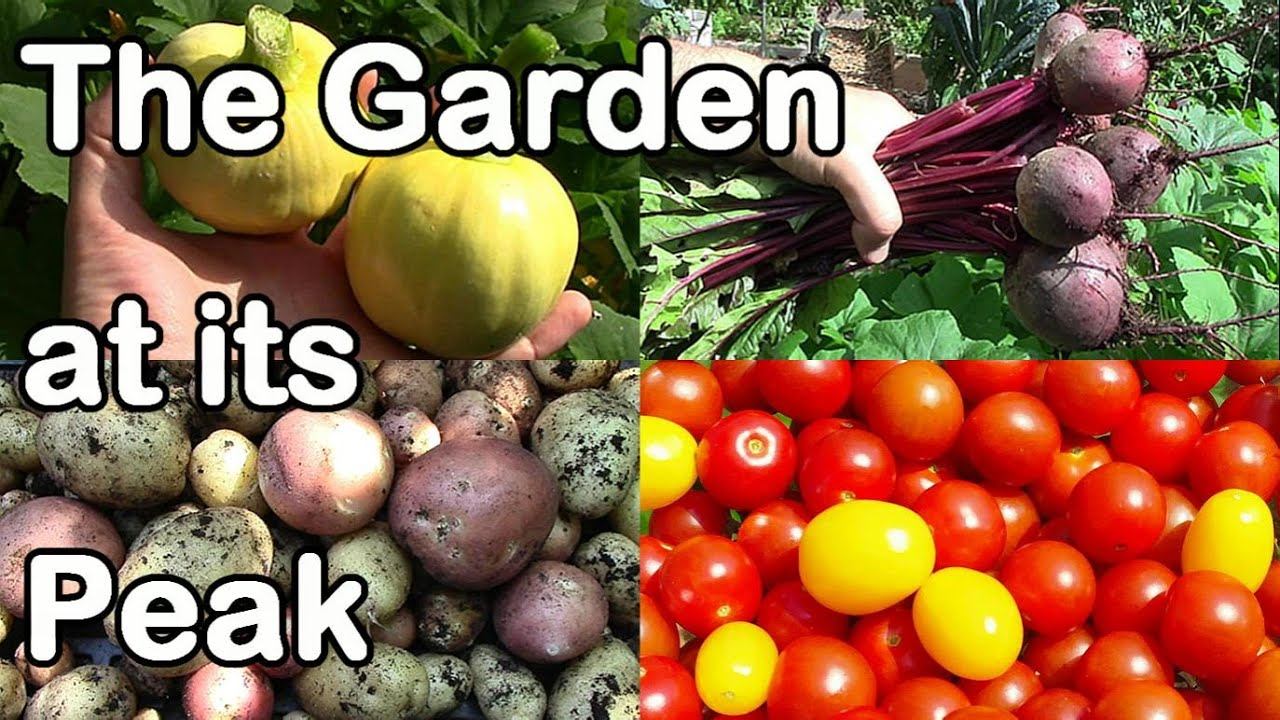 The Garden at its Peak of Production - August 2014 in Zone 5 смотреть онлайн