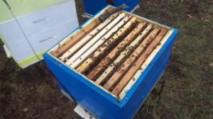 Пчёлы ( Как безопасно подсадить плодную матку?)