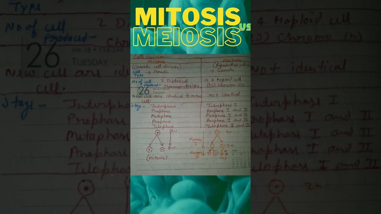 difference between mitosis and meiosis #science смотреть онлайн