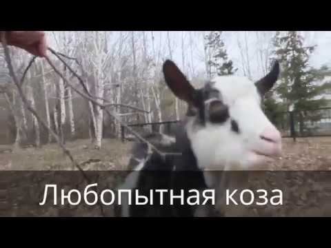 Бесстрашная коза из Аверкино смотреть онлайн