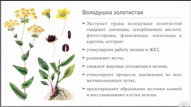 Новый противопаразитарный продукт Еломил Ник Шестаков Аврора смотреть онлайн