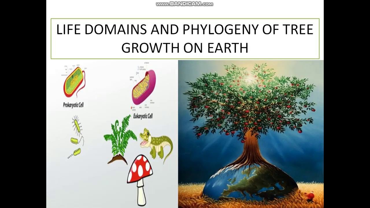 Phylogeny and Evolution of Tree Growth on Earth смотреть онлайн