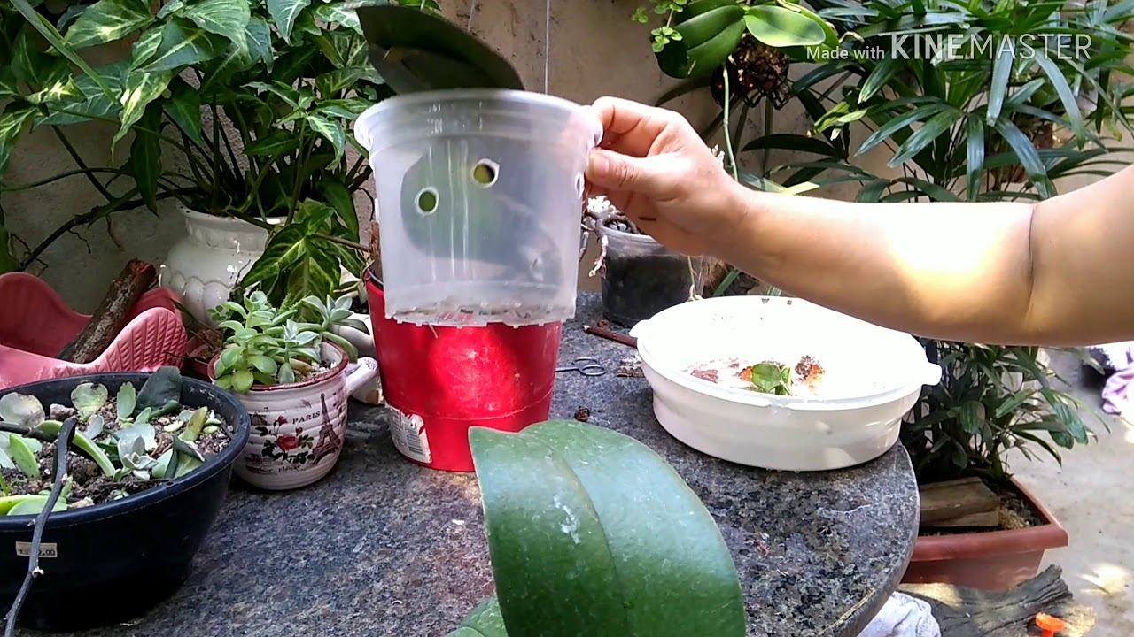 Cumprindo desafio plantando um elemento da natureza feito pelo canal Dona Flor смотреть онлайн