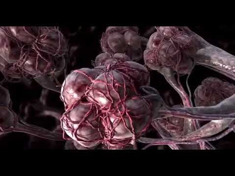 Почему во время бега ускоряется дыхание? Смотри описание смотреть онлайн