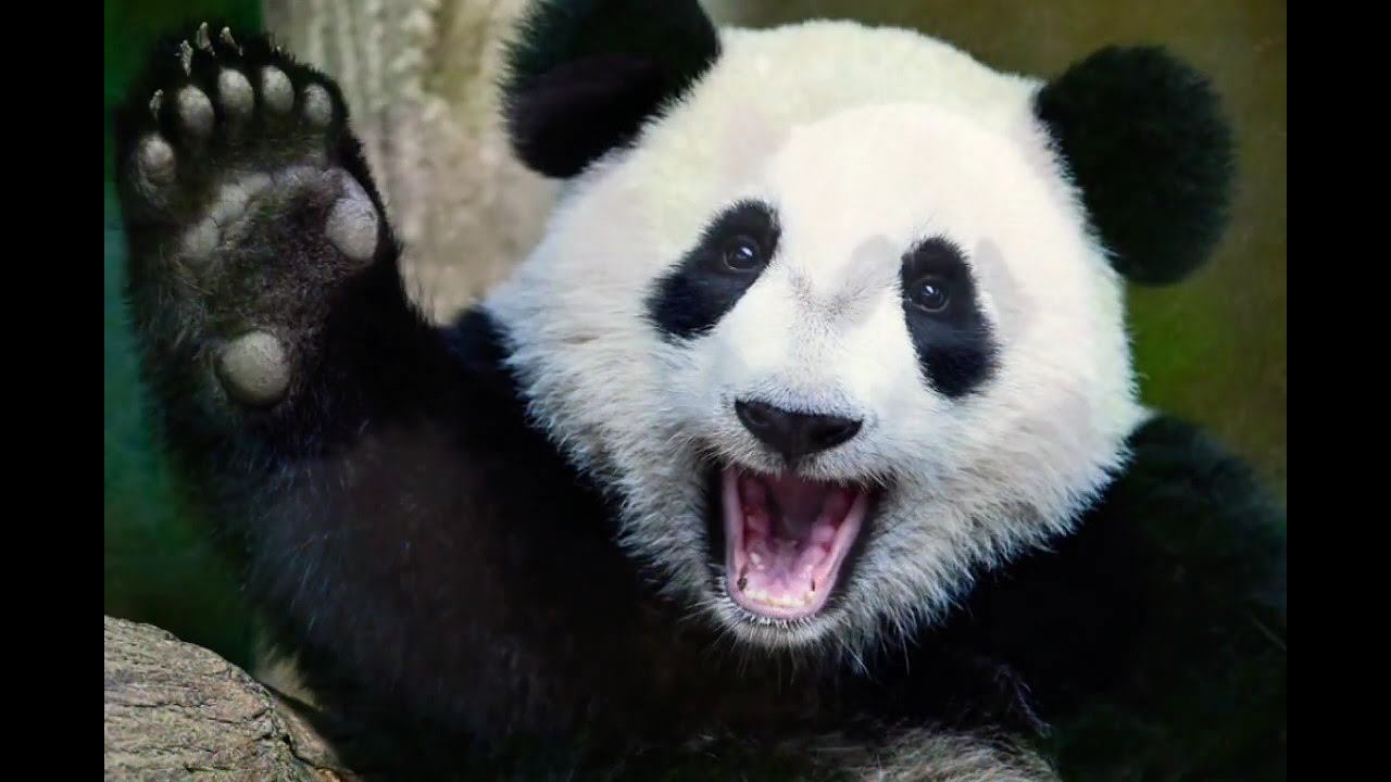 Цікаві факти про велику панду 🐼 українською мовою. смотреть онлайн