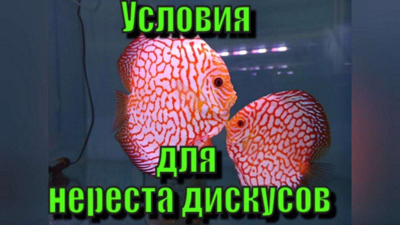 Дискусы нерест. Условия для нереста дискусов. смотреть онлайн