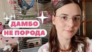 КАКИЕ БЫВАЮТ КРЫСЫ? 🐀🍑 | ЛЫСЫЕ, ДАМБО И СТАНДАРТ | ТИПЫ КРЫС 🐁