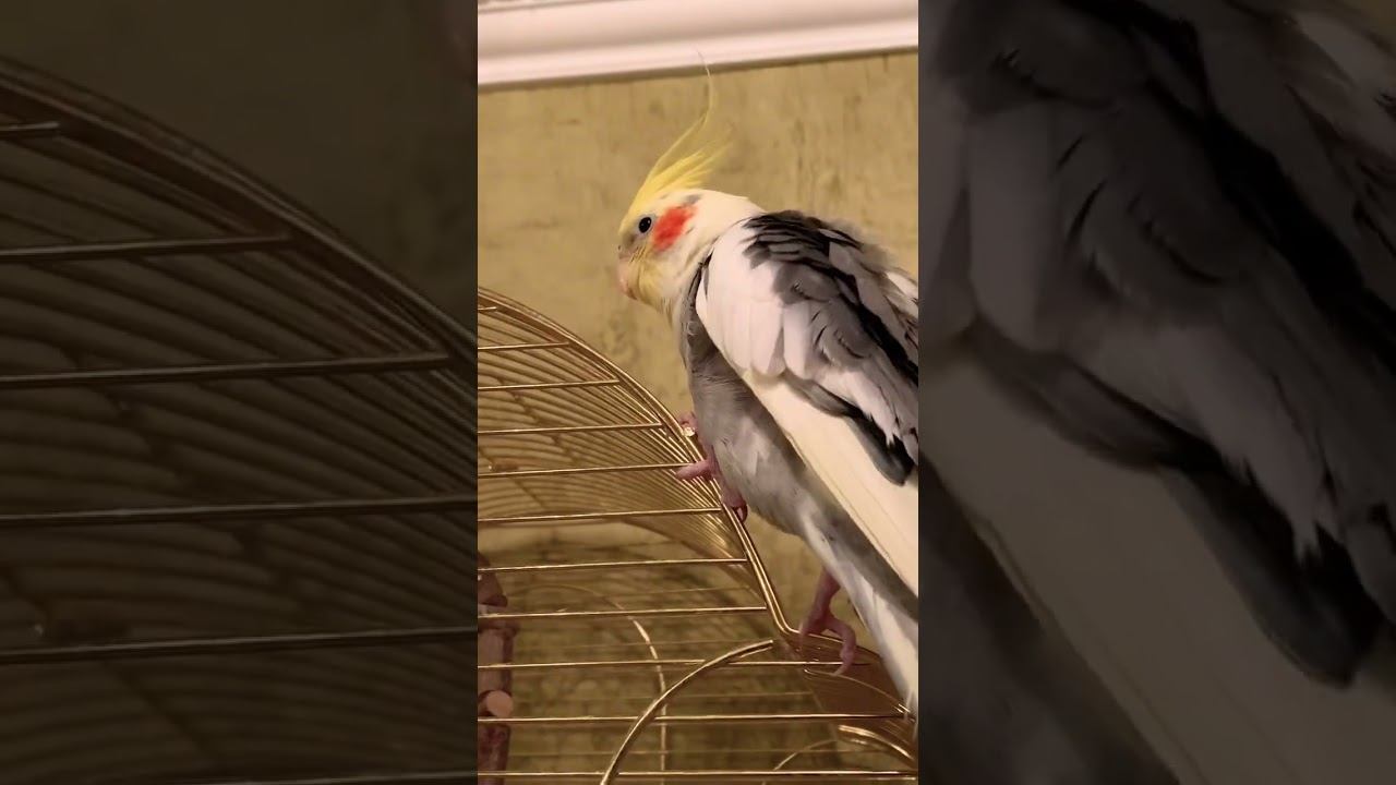 Симпатяга #попугай Кеша берет высоту ☺️ смотреть онлайн
