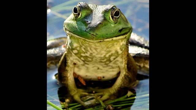 жабы смотреть онлайн