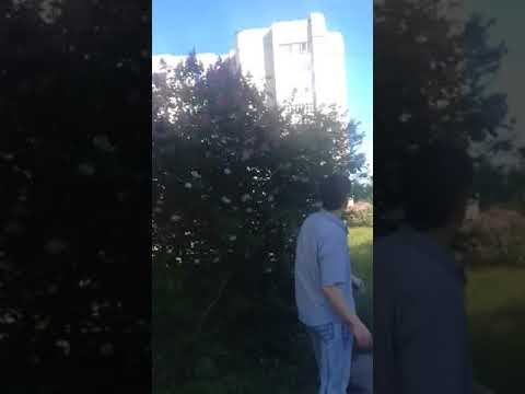Красоты лета (бабочки) смотреть онлайн