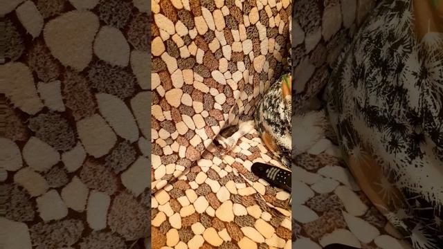 Воробей Боня спит на пледе 👍 смотреть онлайн