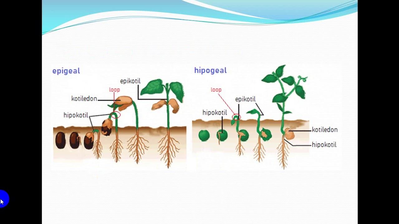 VIDIO PERTUMBUHAN PERKEMBANGAN смотреть онлайн