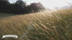 Начинай день с молитвы вместе с Оптиной