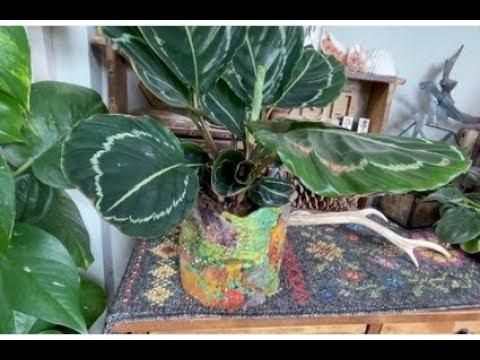 Felt pot cover смотреть онлайн