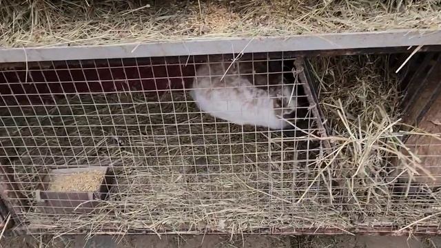 Овечки, куры и кролики. смотреть онлайн