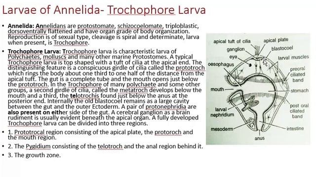 Invertebrate Larvae I смотреть онлайн