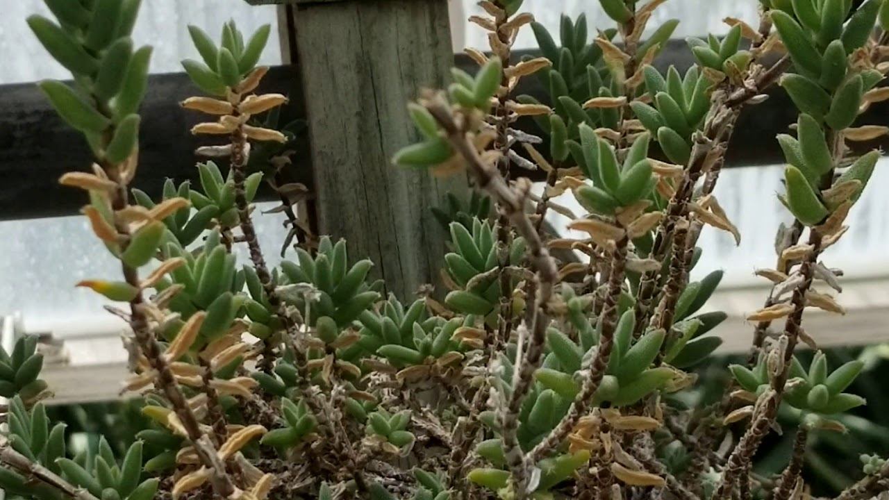 TRICHODIADEMA BARBATA SUCCULENT PLANT