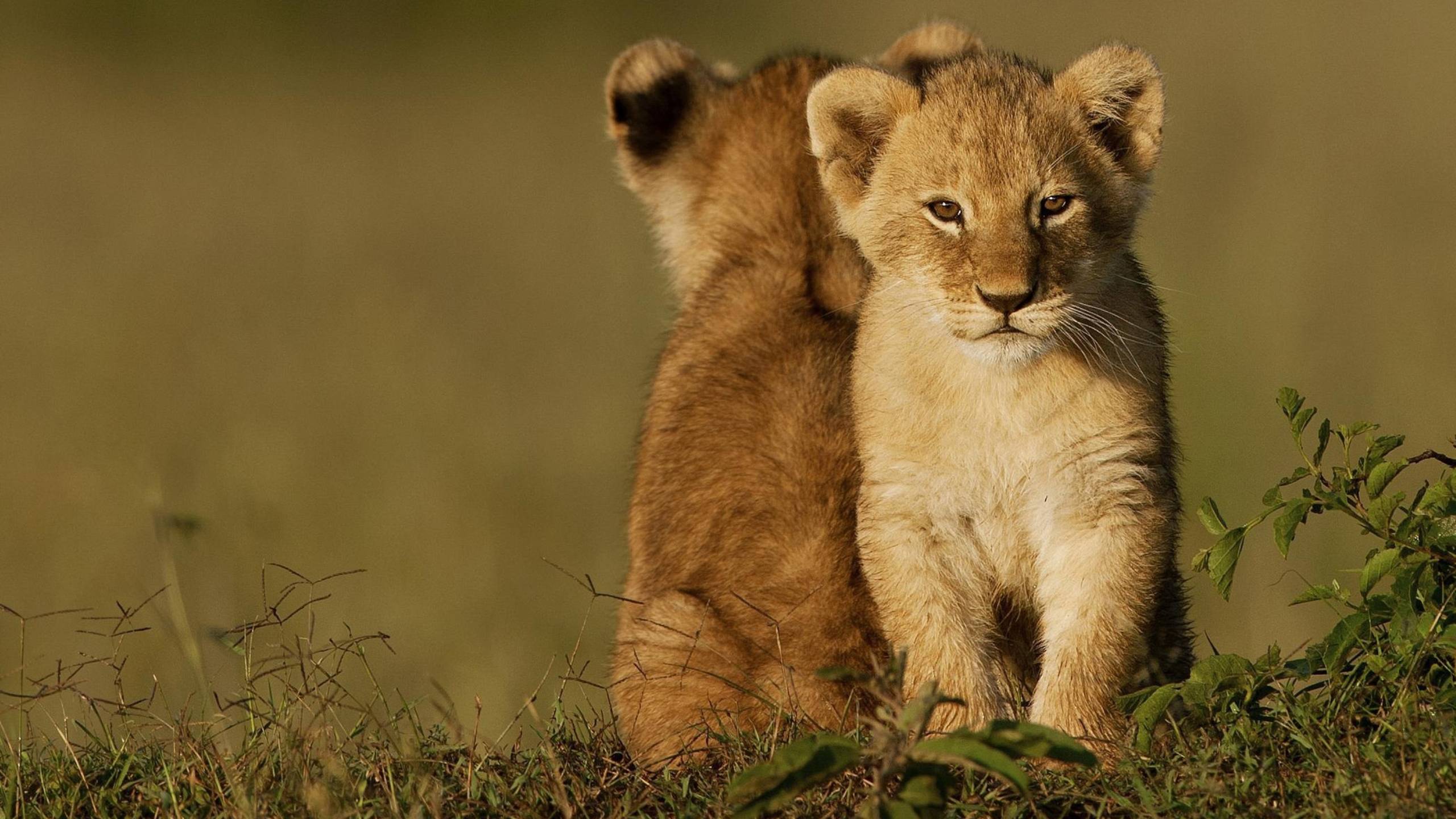 Милый мир, мир животных ,документальный фильм смотреть онлайн